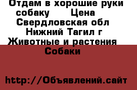 Отдам в хорошие руки собаку!!! › Цена ­ 1 - Свердловская обл., Нижний Тагил г. Животные и растения » Собаки   